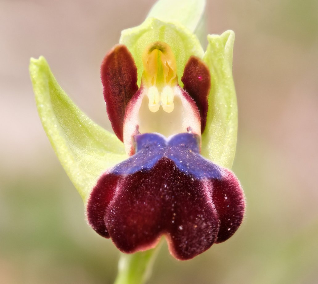Anno nuovo, orchidee nuove: dalla Grecia con passione.